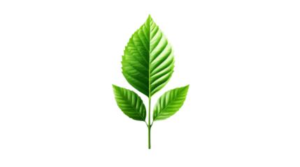 Coffee Plant's leaves appear vibrant green, positioned against a stark black backdrop in a minimalist design.