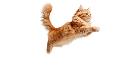 Ginger cat is jumping with its tail up against a solid black background, looking focused to the side.