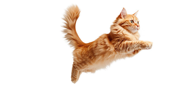 Ginger cat is jumping with its tail up against a solid black background, looking focused to the side.
