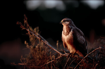 Powerful Bird of Prey at Rest: A Hawk or Buzzard with Detailed Plumage Sits on a Coniferous Tree Branch in a Forest Setting, Bathed in Dramatic Light