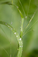 Macro photograph of fresh green grass with morning dew drops. Close-up nature texture with water droplets on blades of grass. Ideal for background or botanical themes.

