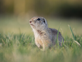 A prairie dog on a grassy lawn