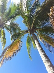 Tropical Palm Trees Against Blue Sky