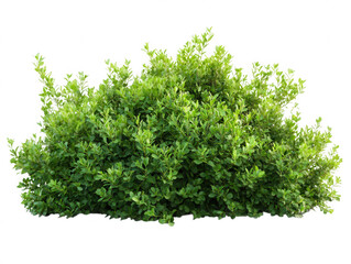 Green leafy bush plant isolated on transparent background