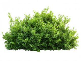 Green leafy bush plant isolated on transparent background