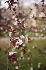 cherry blossom in spring