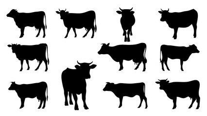 cows