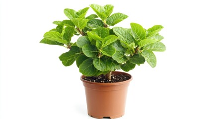 Obraz premium Green Indoor Plant in Brown Pot for Home or Office Decoration