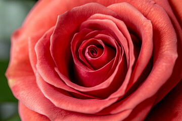 Close-up view of a vibrant red rose showcasing intricate petal details and natural beauty in a fresh bloom