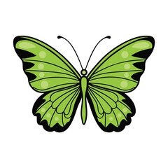 Colorful Butterfly Vector Art & Icons on White Background. Vector Illustration