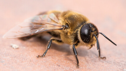 Bee closeup