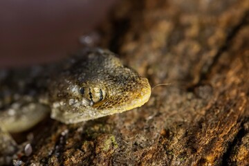 Gecko closeup
