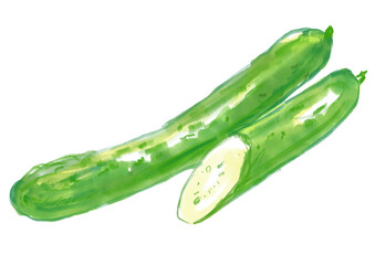 新鮮で美味しそうなきゅうりの水彩イラスト(透過PNG)