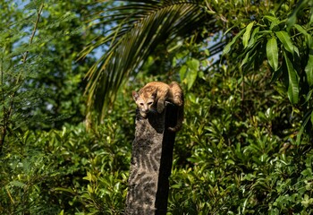 A small reddish-brown cat perched on a weathered wooden post, looking at the camera, with blurry green foliage background. Represents animals and nature.

