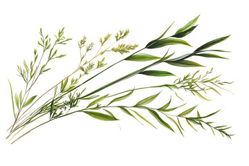 Fototapeta premium Green Grass and Leaf Sprigs on Transparent Background