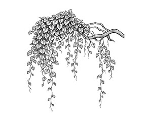 Lush hanging vines for decoration natural and organic look