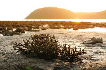 There is Staghorn Coral's field on the Beach at Phuket,Thailand. They show up when low tidal...