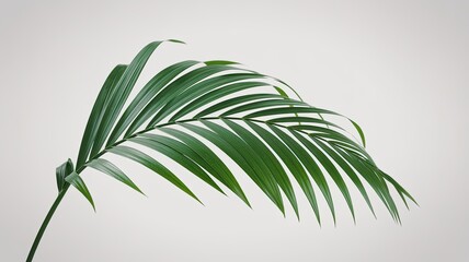 Tropical Palm Leaf Isolated on a White Background, Natural Green Texture