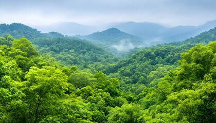 Lush green mountains shrouded in morning mist