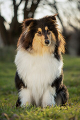 Beautiful collie dog sitting on green grass in a tranquil outdoor setting during golden hour