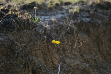 Yellow daisy bitterweed in Texas spring dirt of landscape terrain closeup.