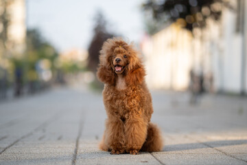 Fluffy red poodle sits happily on spacious city sidewalk during sunny day