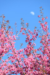 Thailand Sakura pink flower : Full pink cherry blossom on spring in the morning at Chiang Mai province, north of Thailand.
