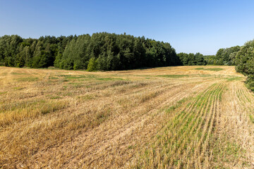 beautiful yellow straw and stubble that remained after harvesting cereals in sunny weather with a blue sky