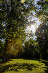 Naklejka premium tall maple trees in sunny weather in the park or forest, green grass with sunlight
