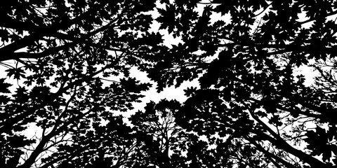 Black and White Silhouette of Lush Forest Canopy from Below