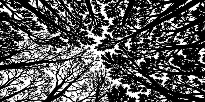 Abstract Black and White Treetop Canopy Silhouette