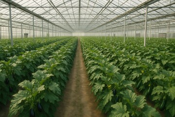 Agricultural enterprise, large greenhouse for growing eggplants.