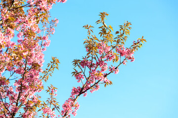 Thailand Sakura pink flower : Full pink cherry blossom on spring in the morning at Chiang Mai province, north of Thailand.