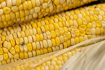 yellow grains covered with mold on a corn cob due to improper storage, spoiled sweet corn cobs with ripe yellow grains