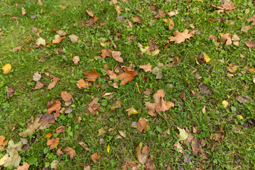 foliage of trees on the green grass autumn, foliage on the ground during the autumn leaf fall in the park