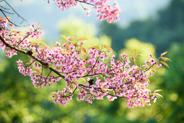 Thailand Sakura pink flower : Full pink cherry blossom on spring in the morning at Chiang Mai province, north of Thailand.