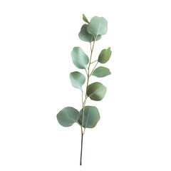Eucalyptus sprig, close-up