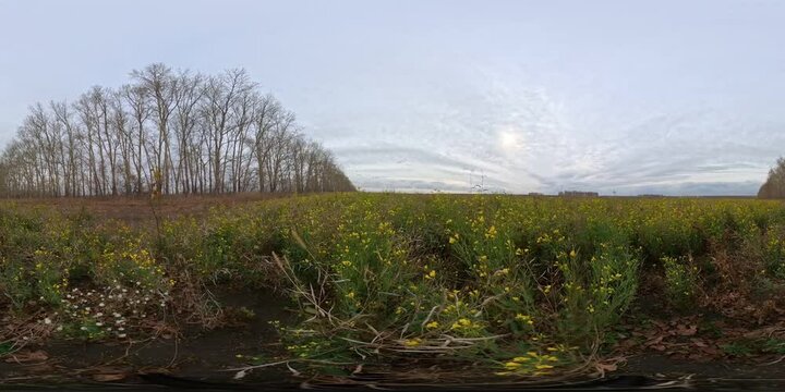 Bright yellow wildflowers covering rural terrain, bare trees silhouetted against cloudy evening horizon 360-degree panorama