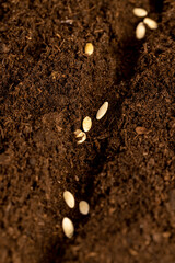 planting cucumber seeds in soil with peat , a plot of land mixed with peat in which cucumber seeds are planted