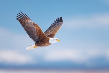 Obraz premium soaring bald eagle against clear blue sky symbolizes america independence day embodying freedom and strength