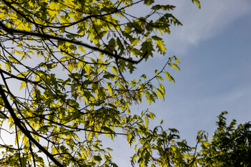 green oak blossom and green foliage in sunny weather, part of an oak tree with new foliage that grew in spring closeup