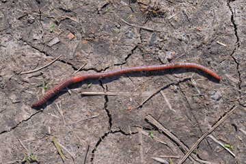 Common or earthworm against the background of soil
