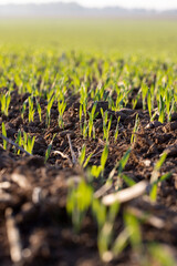 a new crop of frost-resistant winter wheat in water drops, closeup, side view
