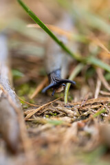 very slow slugs crawling on the grass during the cold snap and searching for shelters for the winter