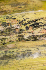 moldy corn close up, spoiled corn cob due to improper long-term storage of food