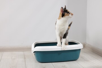 Cute calico cat in litter tray indoors