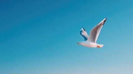 Obraz premium capture serene moment of single bird gliding across clear blue sky its wings gracefully extended against backdrop of