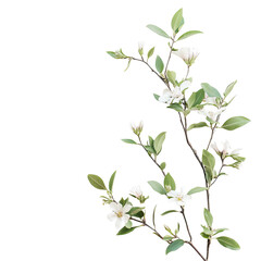 Obraz premium Delicate white blossoms on branch