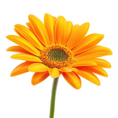 Obraz premium Vibrant Orange Flower Closeup