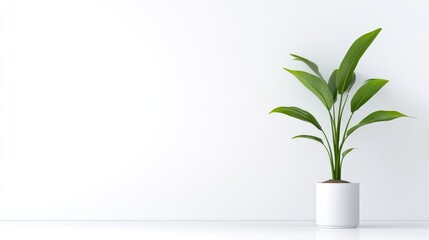 Fototapeta premium Minimalist plant arrangement against a plain white wall
